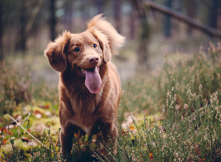 Hospice Care & Final Farewell